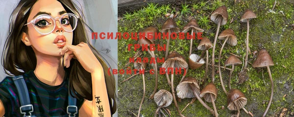 шишки Беломорск